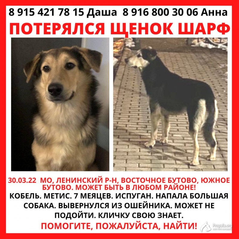 Пропал щенок 7 месяцев