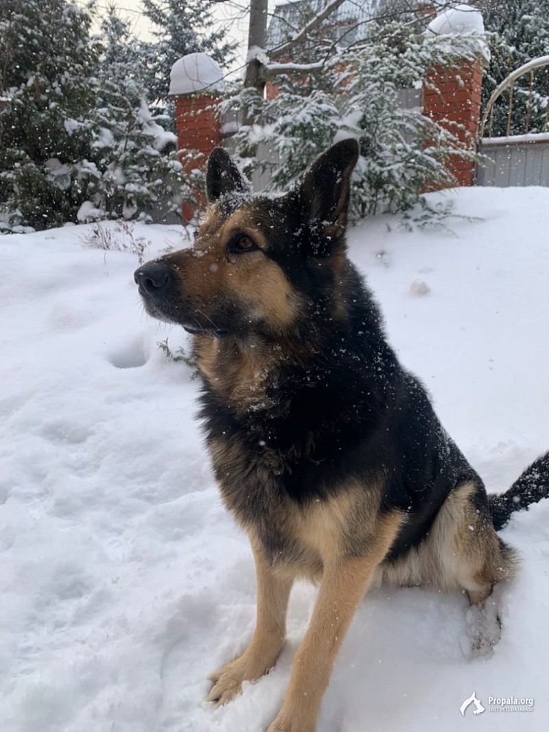 Пропала собака