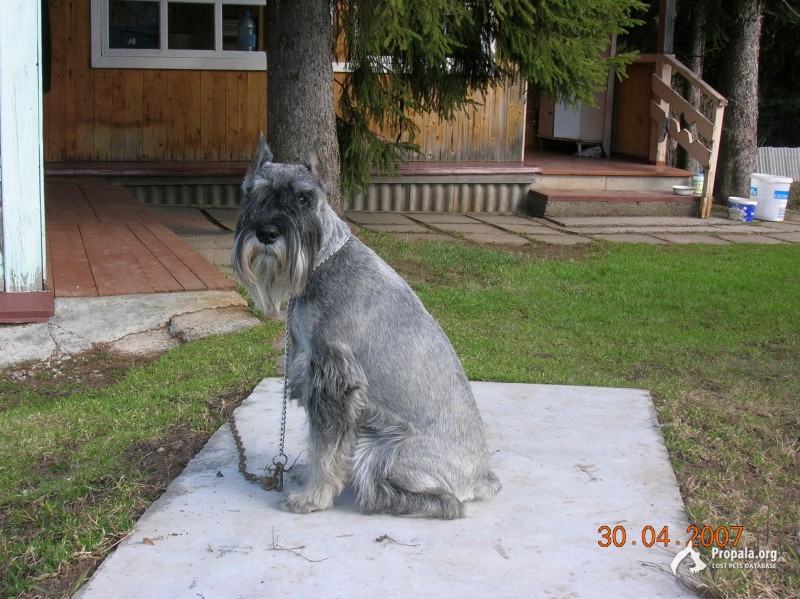 Пропала собака