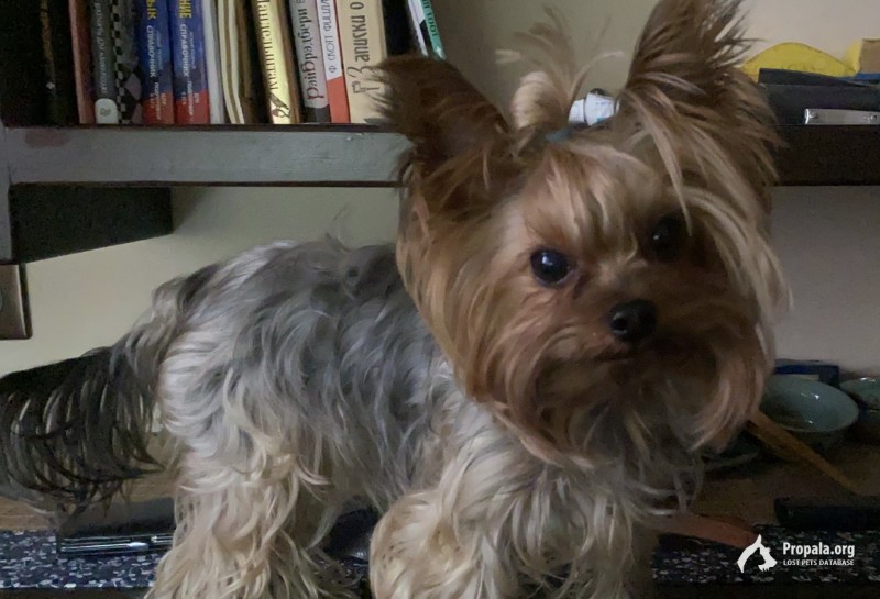 ПРОПАЛА СОБАКА