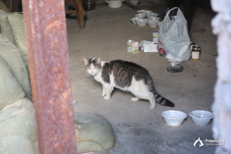 найдена кошка/кот