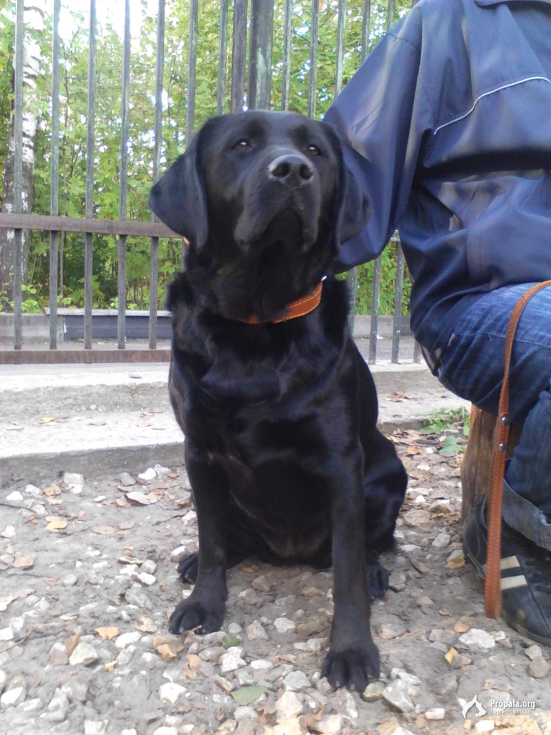 ПРОПАЛА СОБАКА ПОВОДЫРЬ