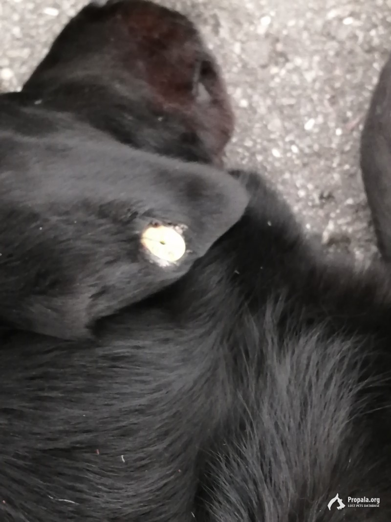 Найдена чёрная собака!