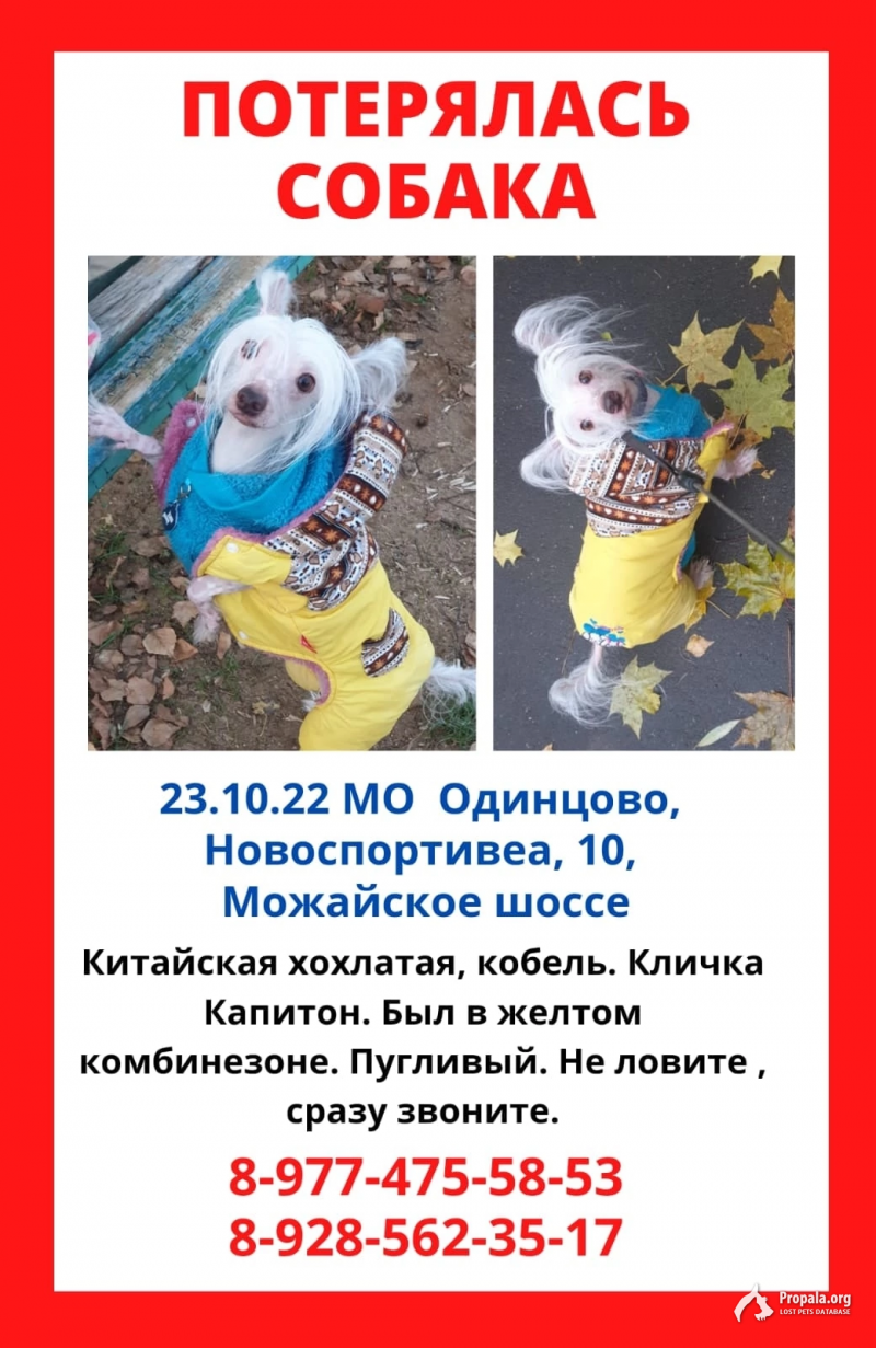 Пропала собака в Одинцово 