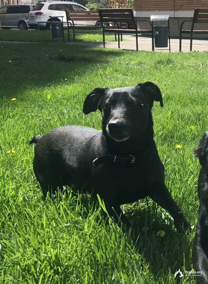 Потерялся пес Новая Адыгея/Краснодар