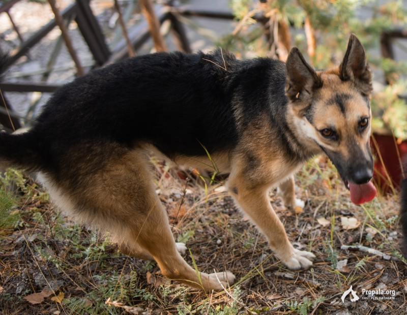Пропала собака помесь овчарки