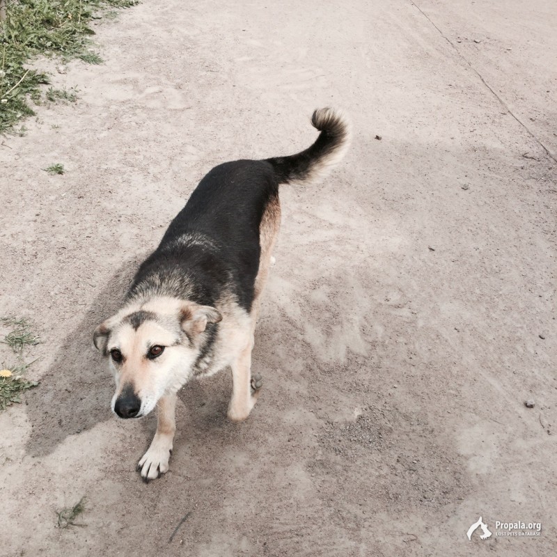 Пропала собака, 02.01.2022