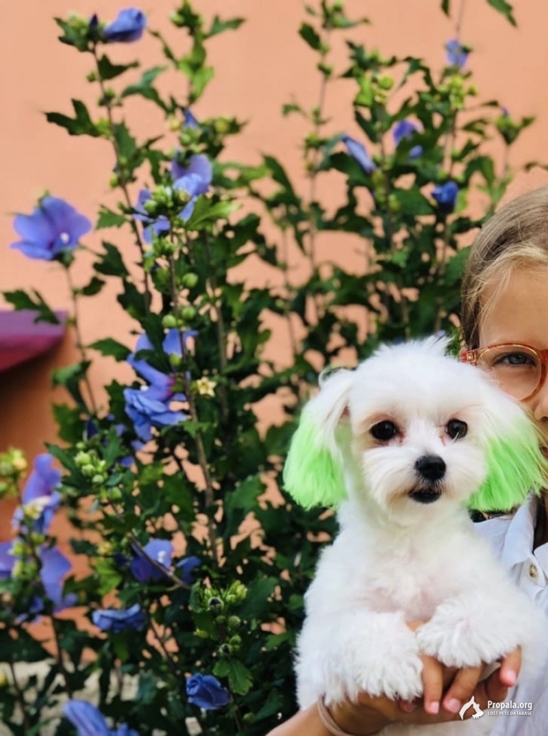 Пропала собака