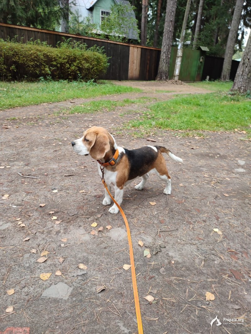 Пропал бигль. Раменский район