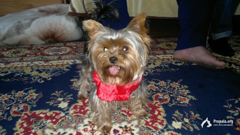 пропал мини йоркширский терьер мальчик