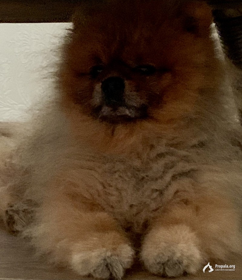 Пропал шпиц Рембо