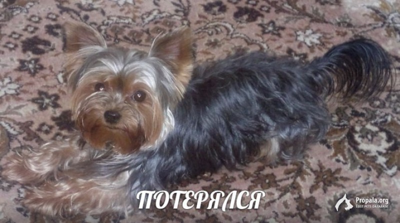 пропал мини йоркширский терьер мальчик