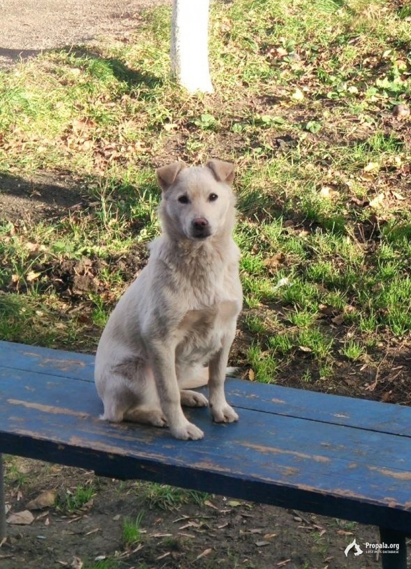 с. Красносвободное пропал щенок