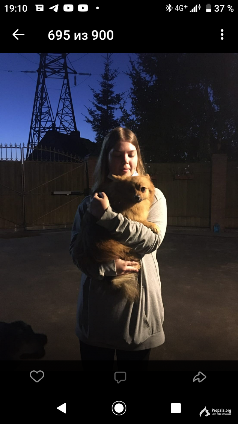 Пропала собака 20.03.22 где-то в 18:00