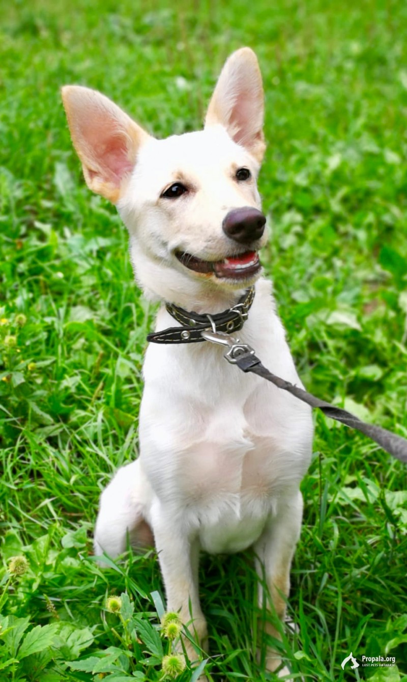 Ищем дом и ответственных хозяев!