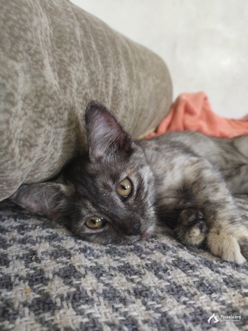 Пропал котенок! Помогите, пожалуйста, найти!!!