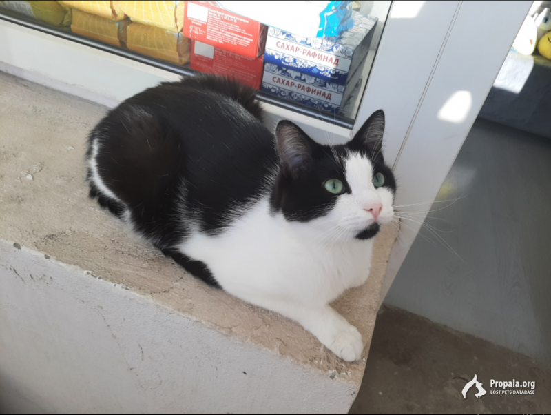 Пропала Кошка