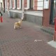 Бегает небольшая собачка по Лиговскому проспекту