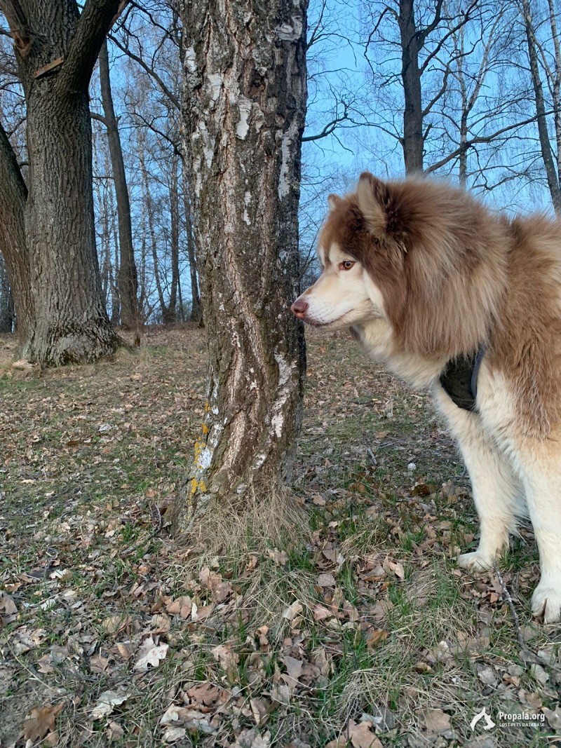ПРОПАЛ рыжий хаски по кличке Рэй!