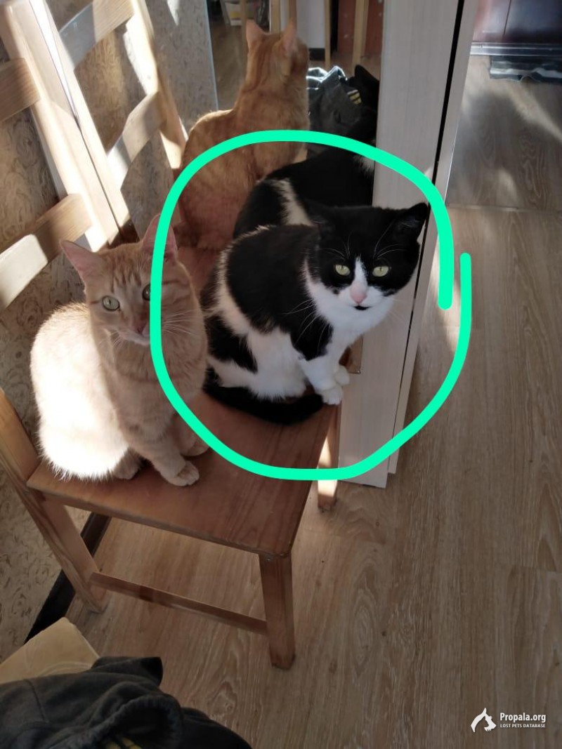 15 июня пропал кот.