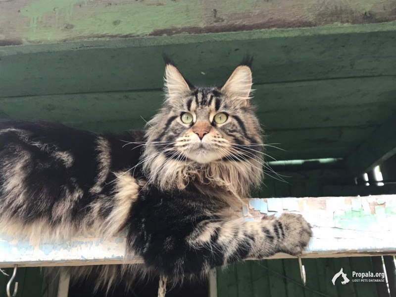 ПРОПАЛА КОШКА