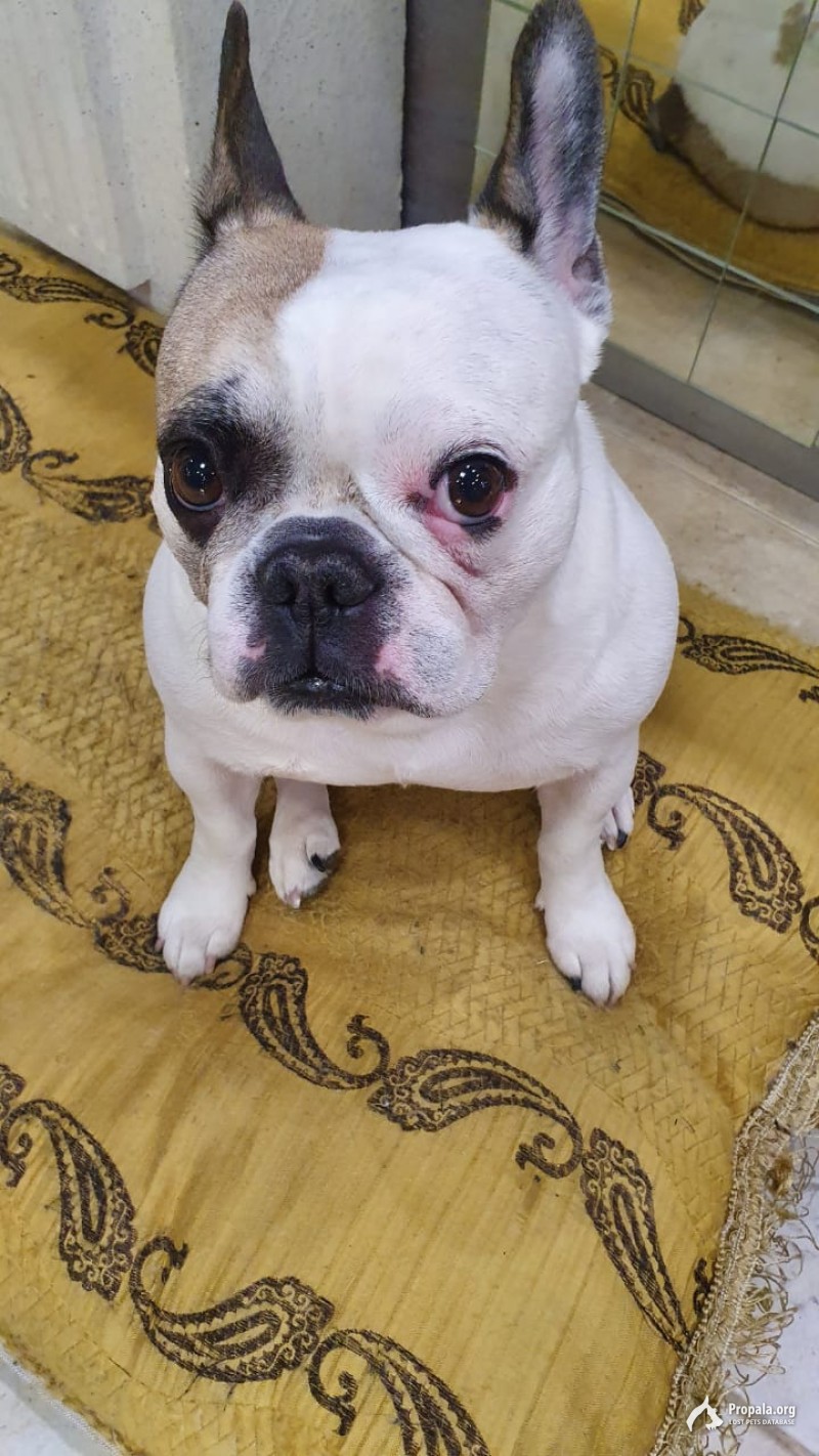 Пропала собака