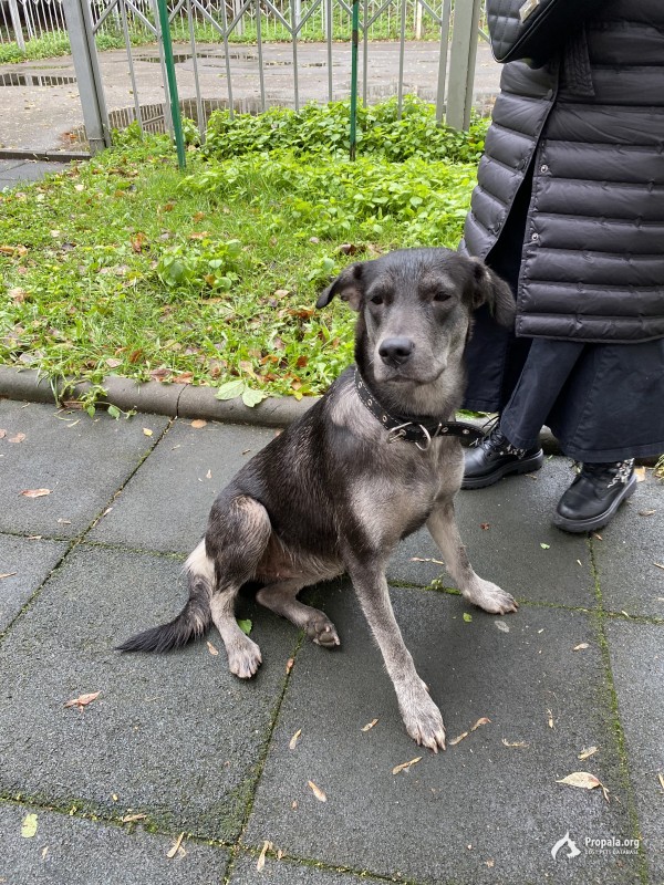 Видели в районе Печатники