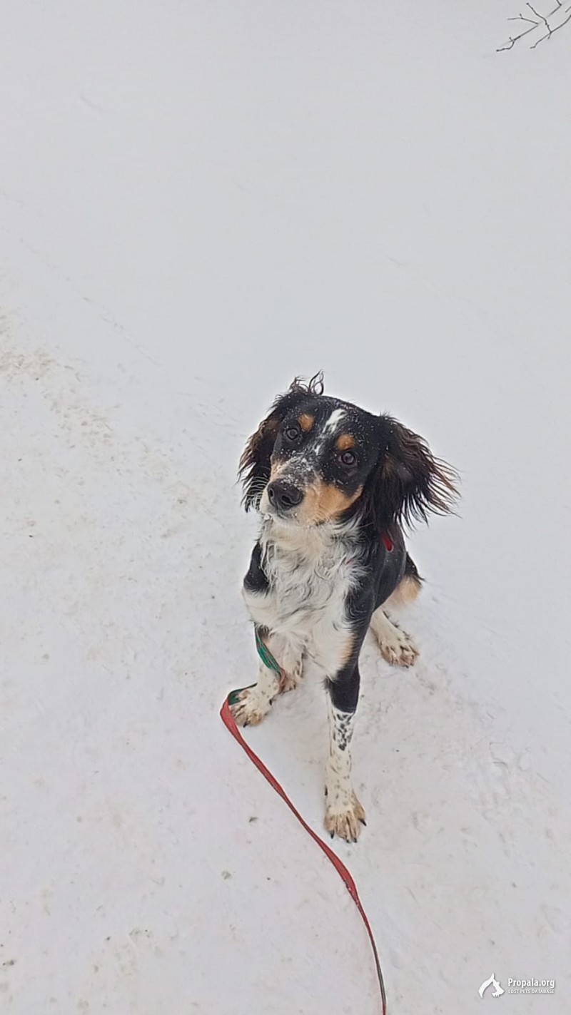 пропала собака