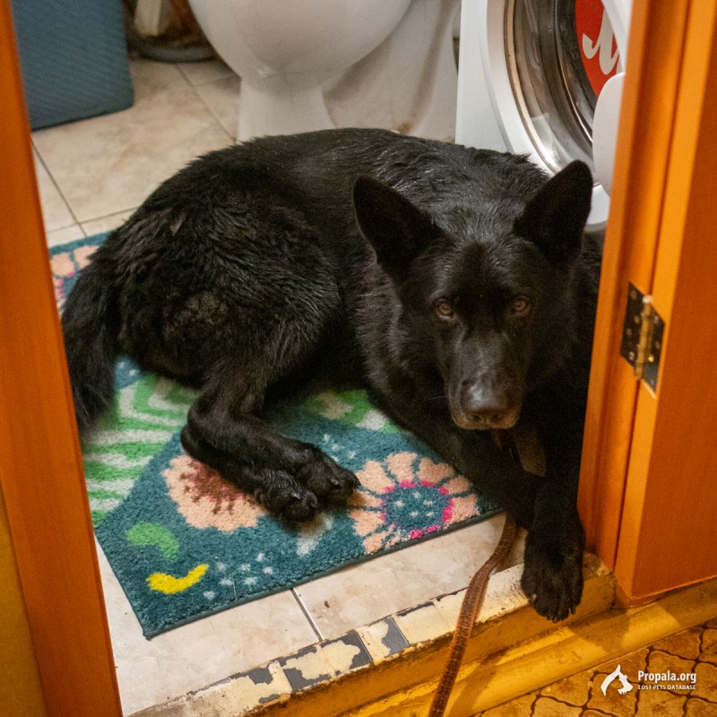 Найдена овчарка, чёрный кобель