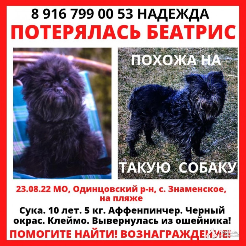 Потерялась маленькая чёрная собачка