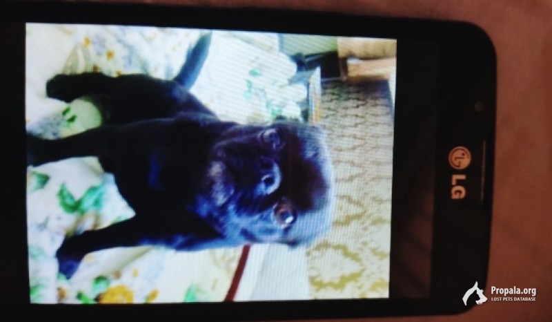 Украли собаку