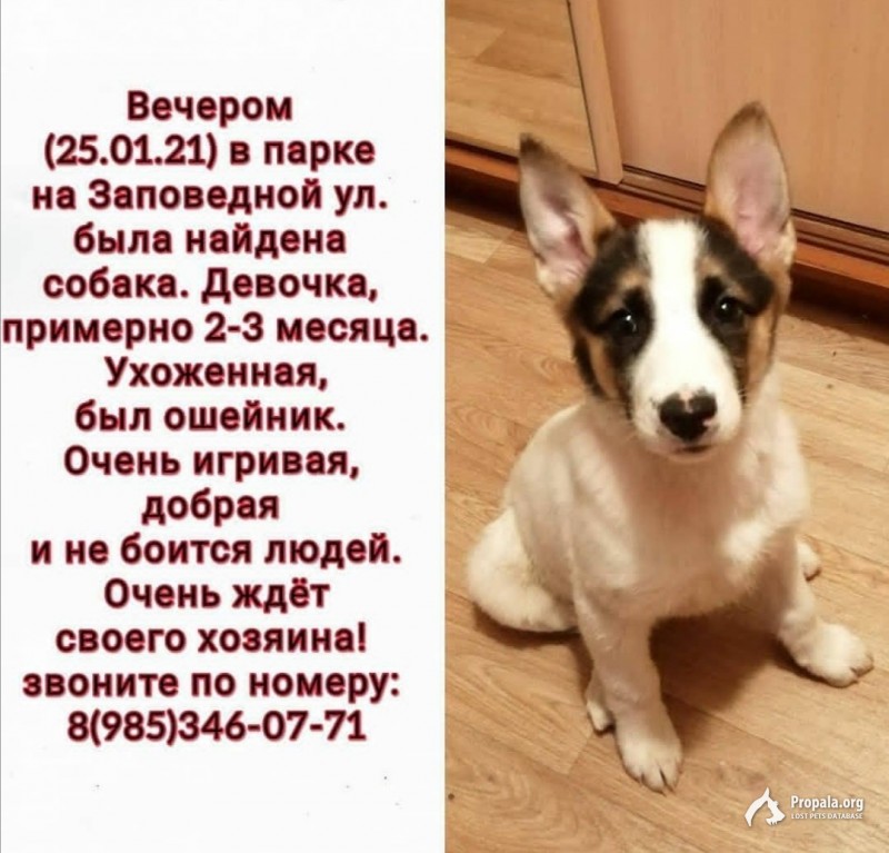 Найден щенок девочка в Москве в райне Южное Медведково 