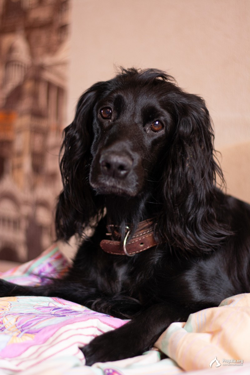 Пропала собака в п. Заводской, СНТ Аралия