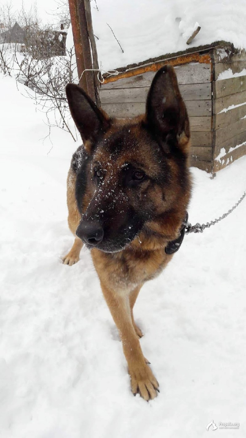 Немецкая овчарка в районе ул.Минская