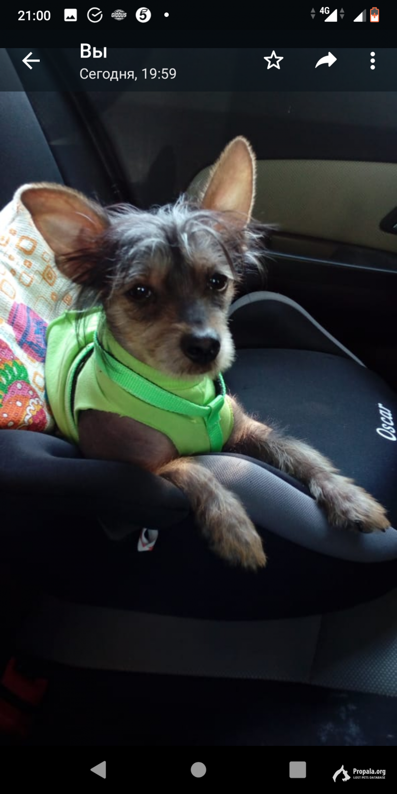 Пропала собака в Одинцово