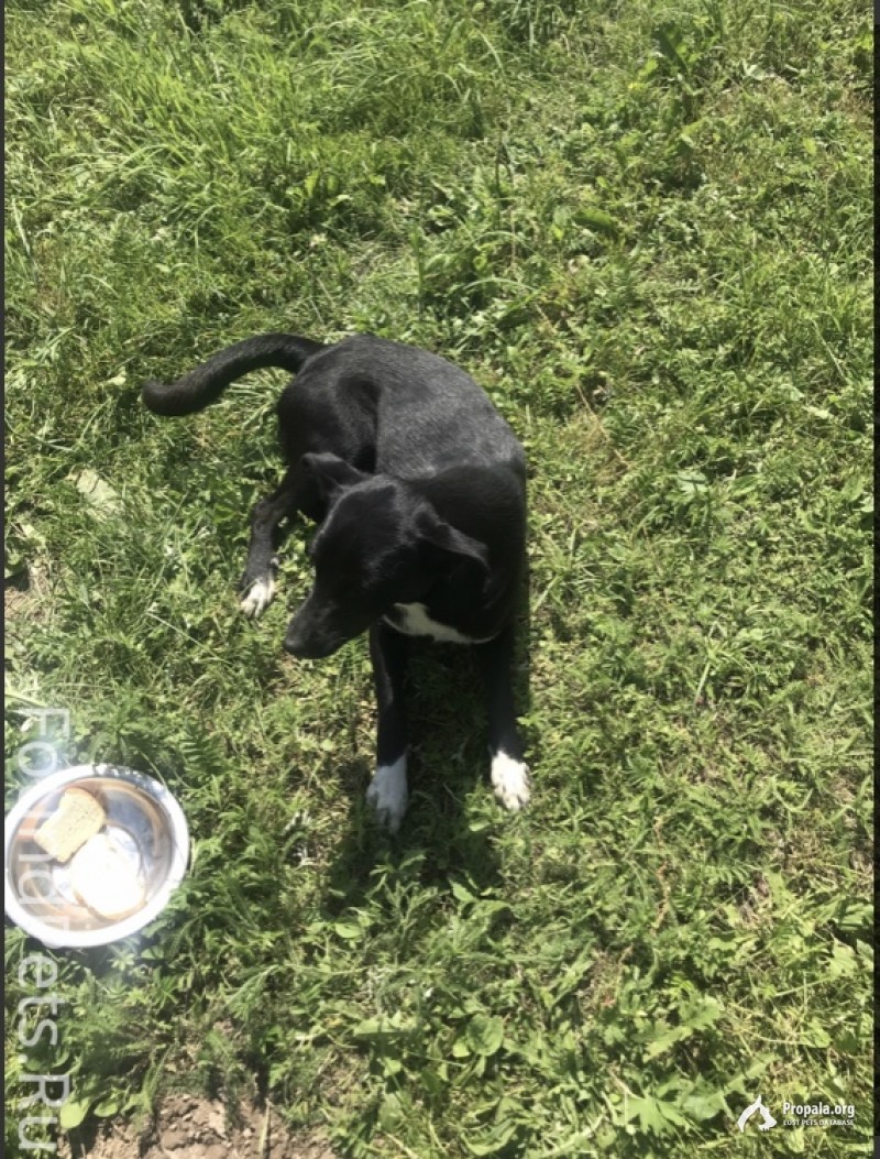 Найдена собака в Перемышльском районе