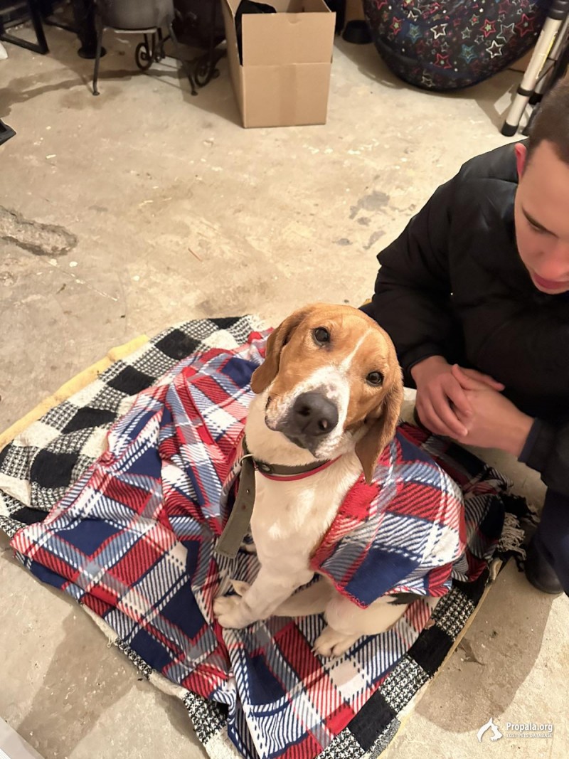 Найдена собака