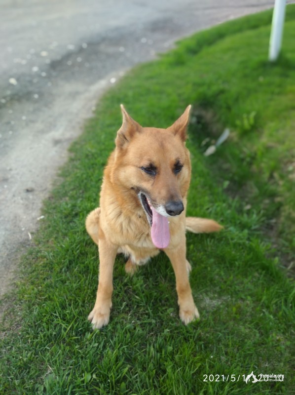 Пропал любимый пес !!