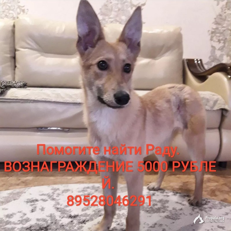 Пропала собака Рада