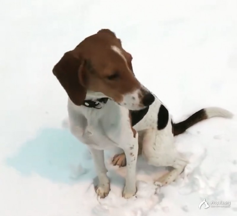 Пропала Эстонская гончая