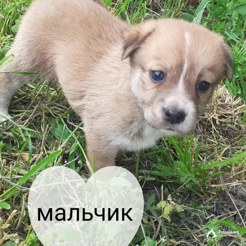 Щенки в добрые рук