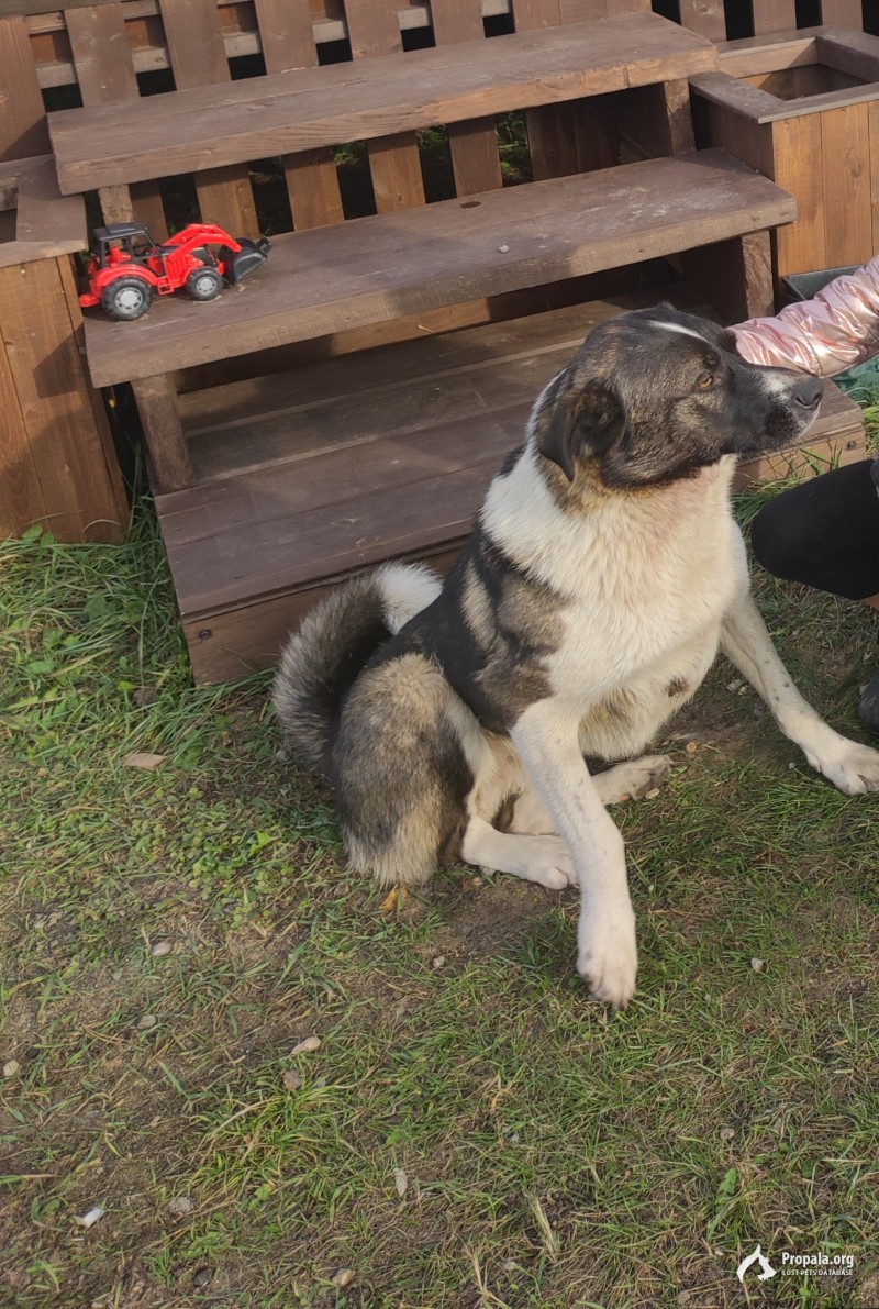 Пропал пёс Гуф Щурово Коломна