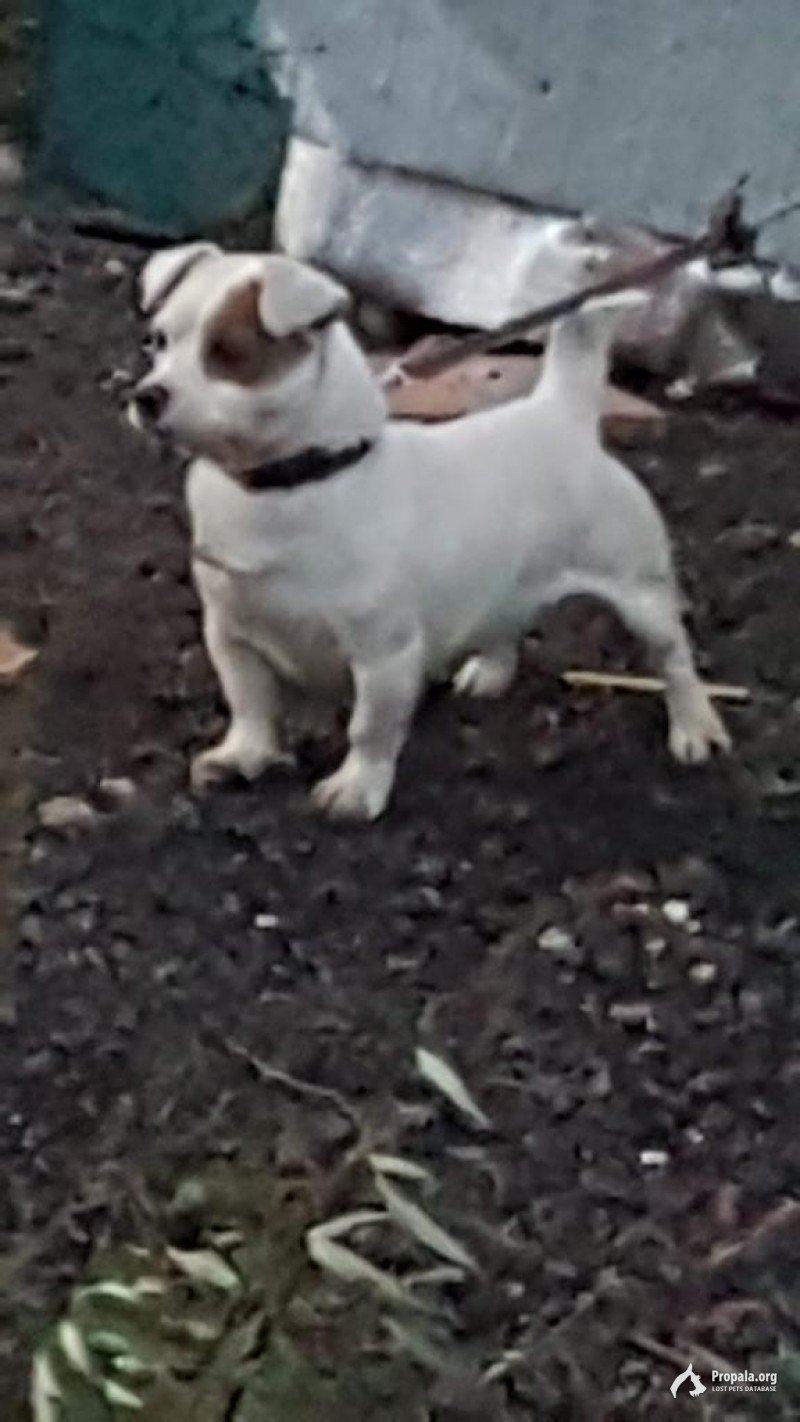 Найден песик в СВАО