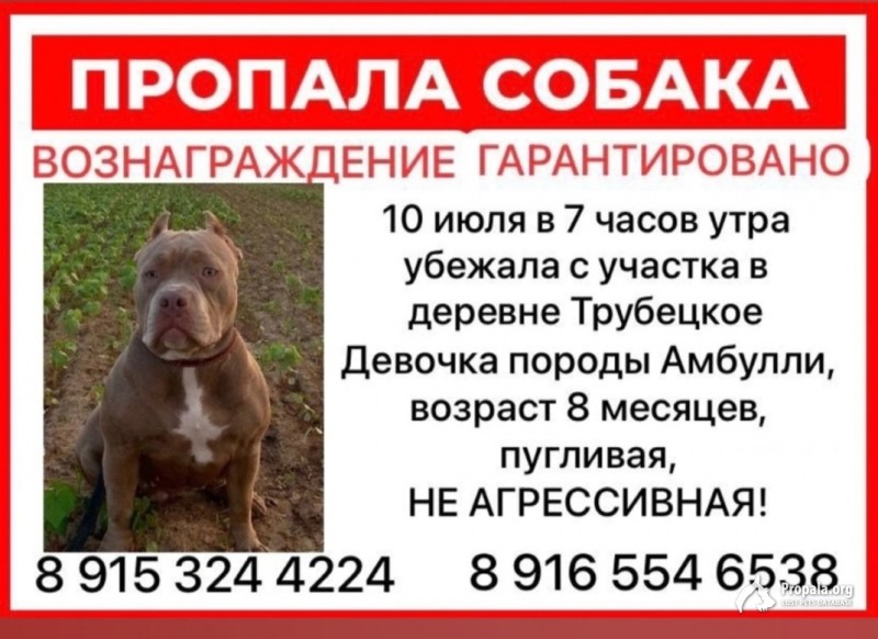 Помогите найти собаку