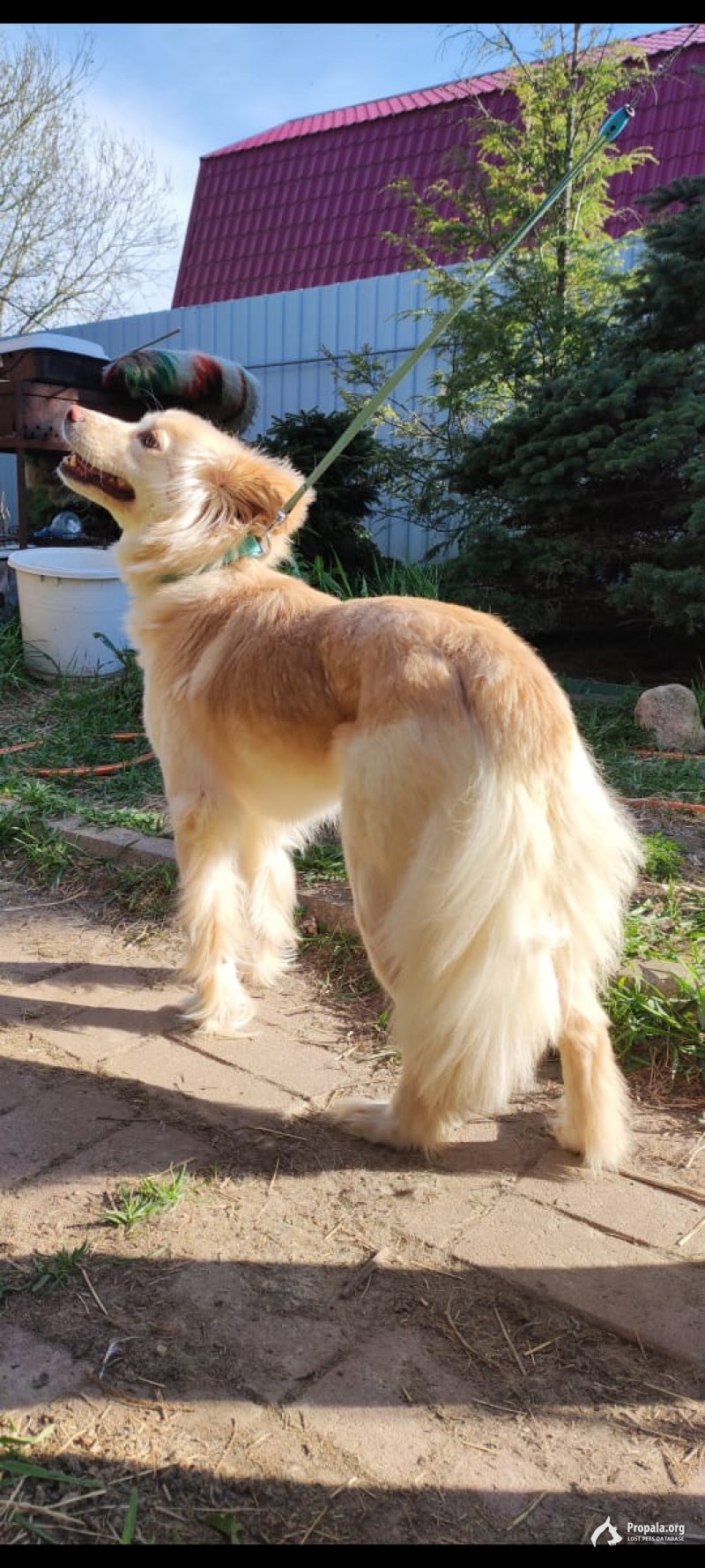 Пропала собака, снт Клюквенное, Фряновское шоссе, МО