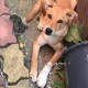 Нашли потерявшегося щенка возле Рощи в Краснодаре