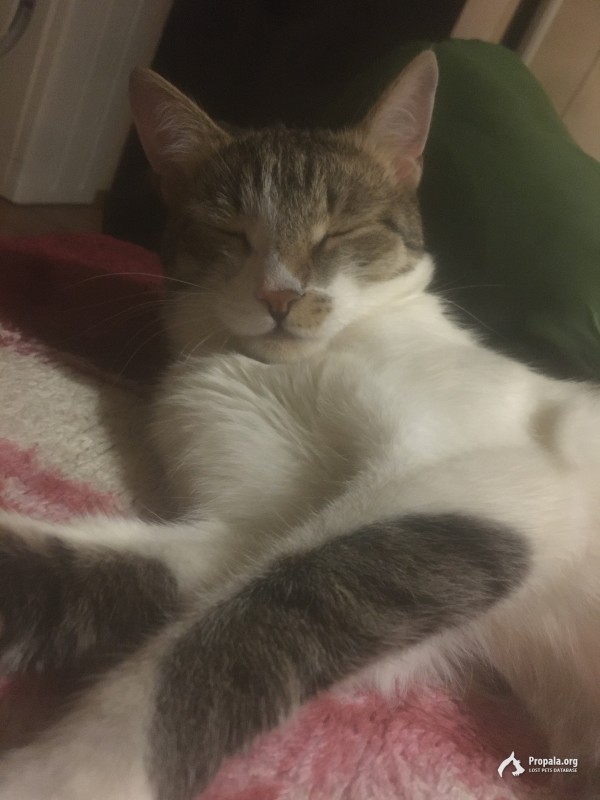 Потерялся кот