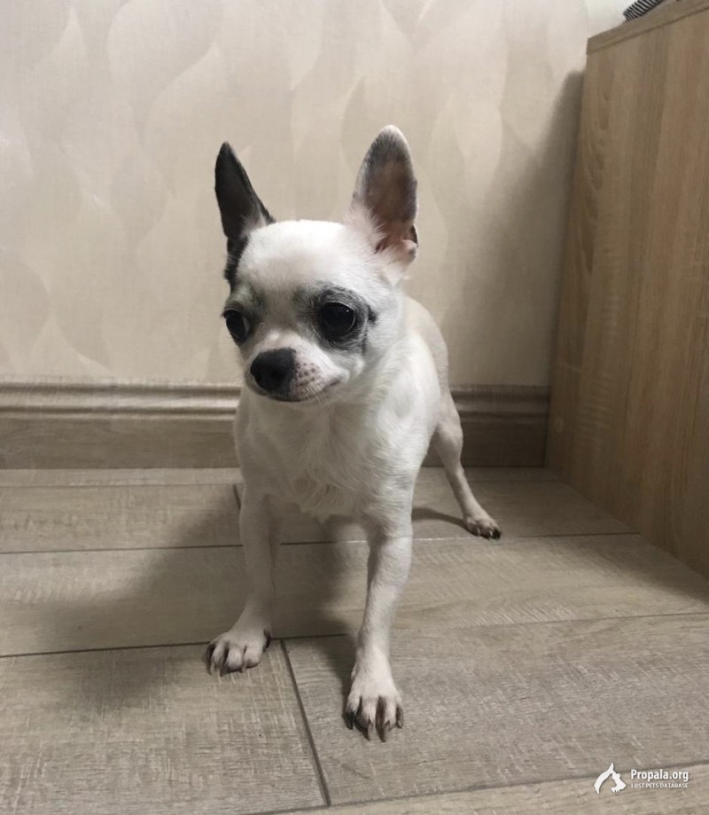 Найдена собака