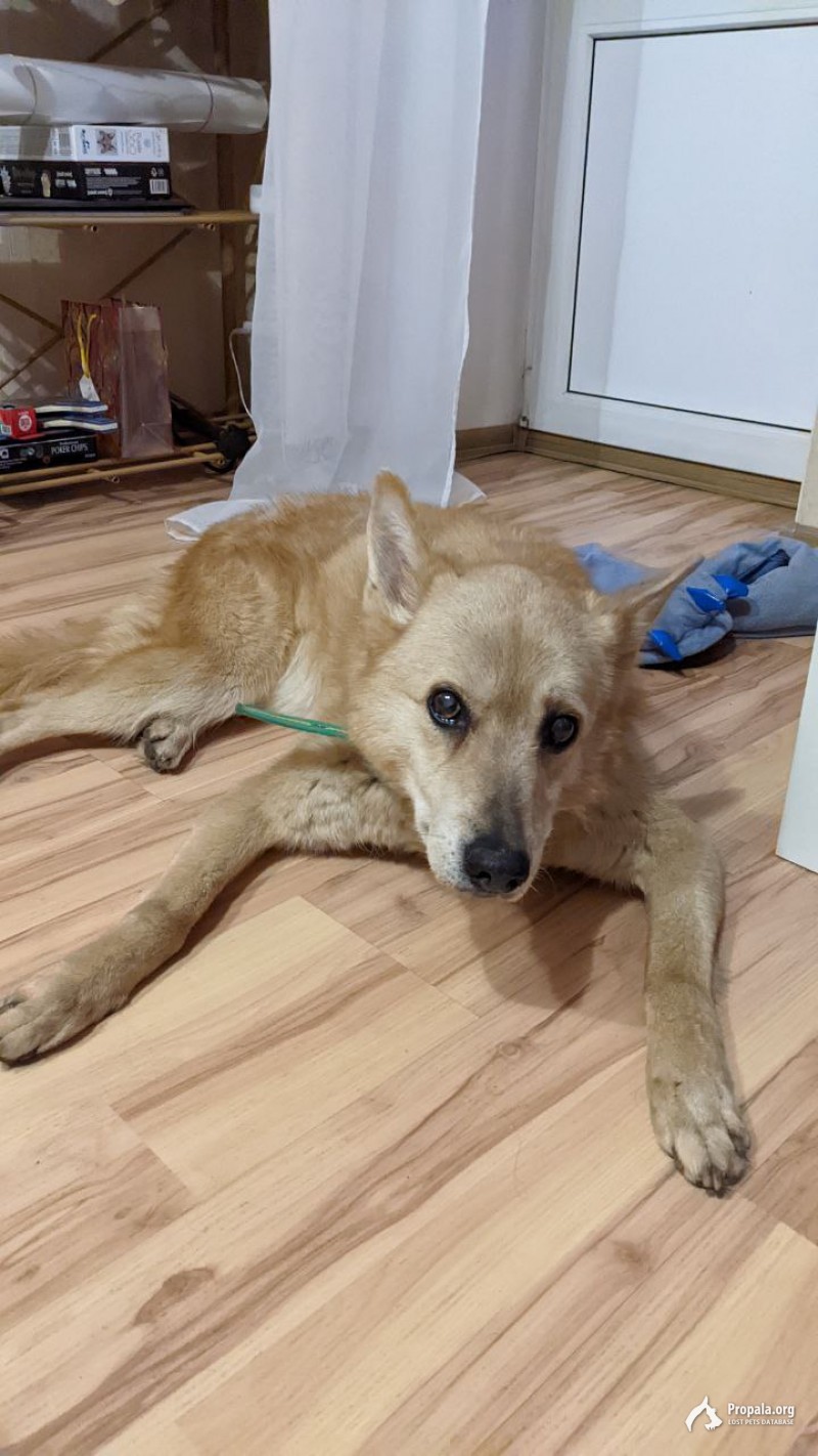 Найдена собака с ошейником, Нагатино-Садовники