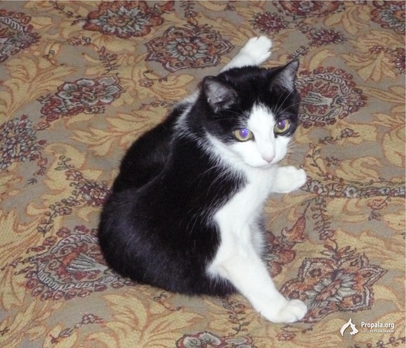 Пропала кошка